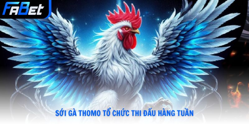 Sới gà Thomo tổ chức thi đấu hàng tuần